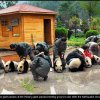 Pandas 03